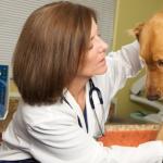 Камни в мочевом пузыре у собак – лечение, симптомы, профилактика