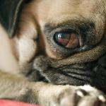 Симптомы и лечение панкреатита у собак, питание пса