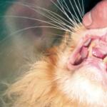 Болячки у кошки на шее: описание, возможные причины и способы лечения