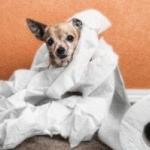 Заболел питомец: что дать собаке от поноса